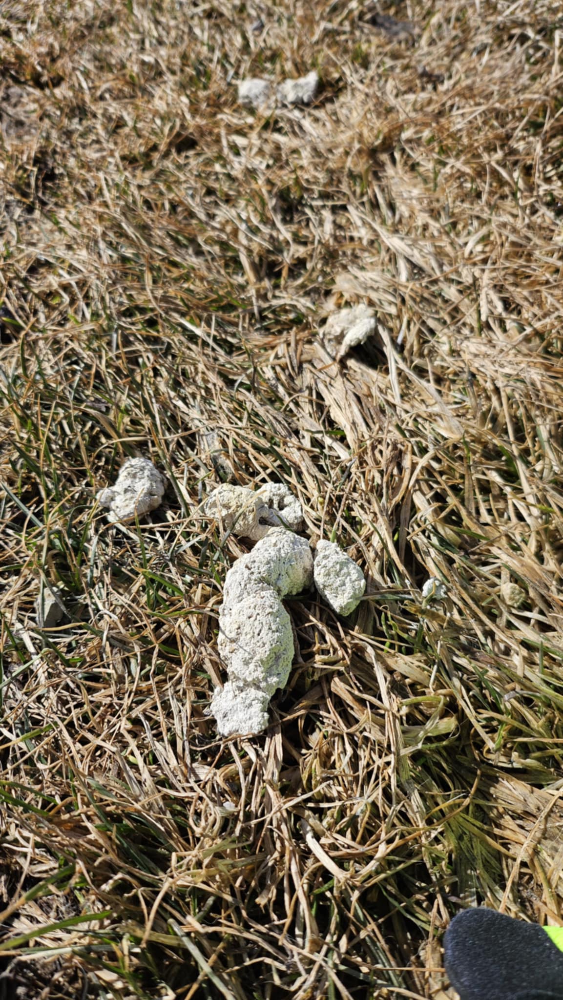 Why Dog Waste Cleanup Matters in Missoula: Protecting Trails, Parks, and Our Waterways